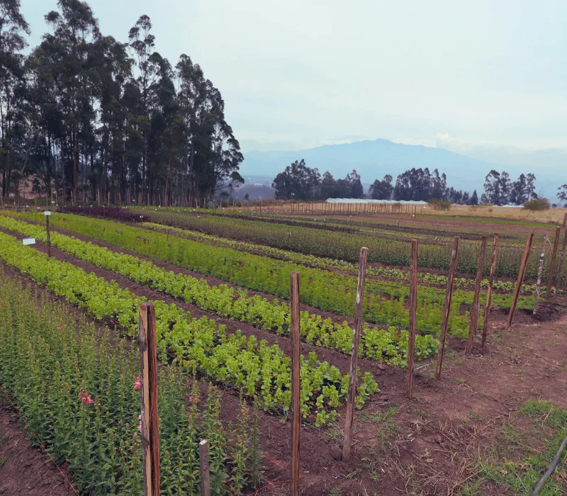 Summer Bouquet Farm in Checa Ecuador